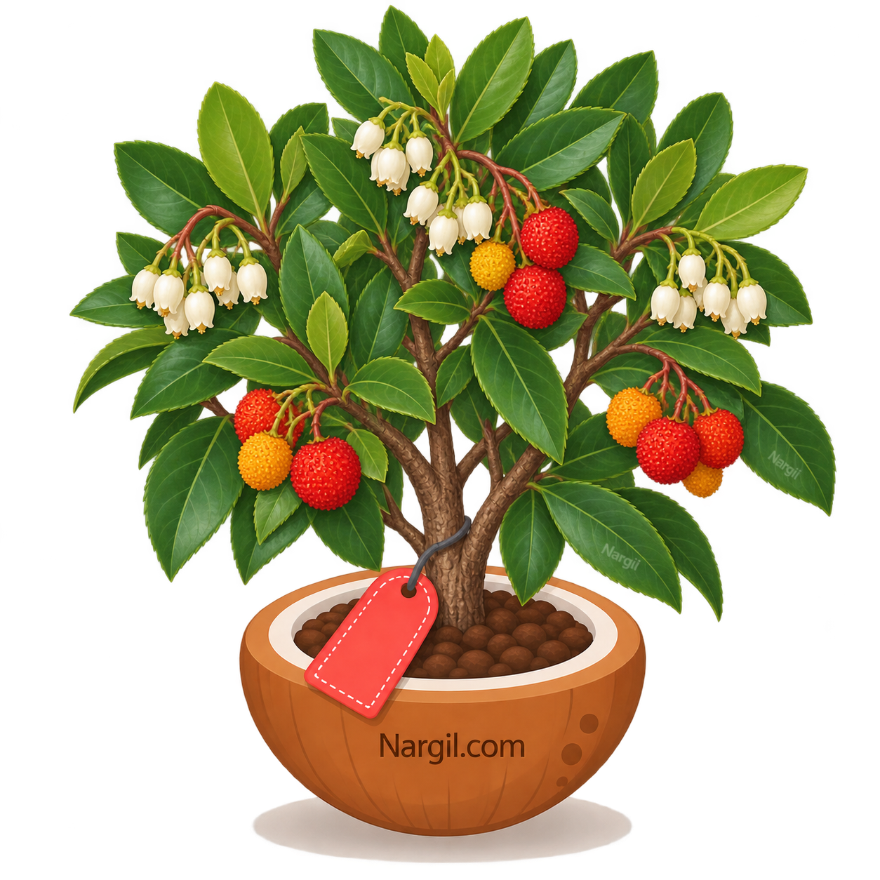 Nargil_Arbutus unedo